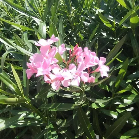 アパート Casa Orziadas Pittulongu - Sea View