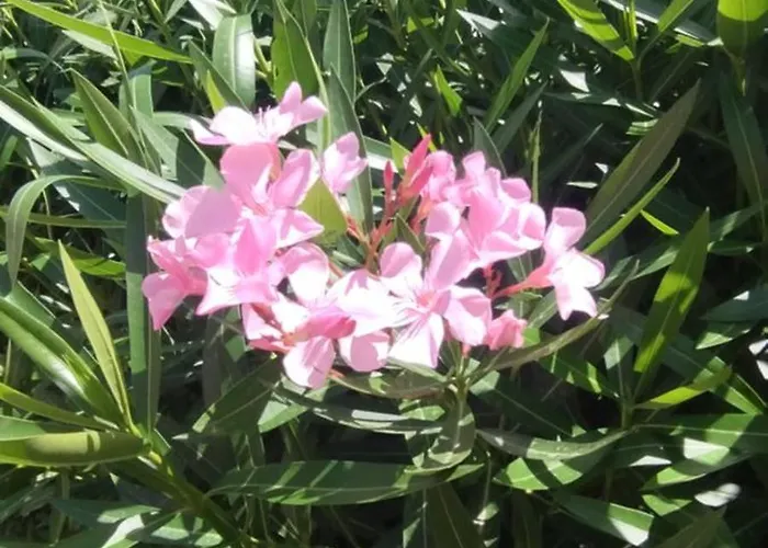 Appartement Casa Orziadas Pittulongu - Sea View